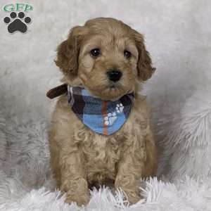 Romeo, Mini Goldendoodle Puppy